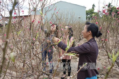 Hoa đào miền Bắc thắm sắc ở Tây Nguyên ảnh 1